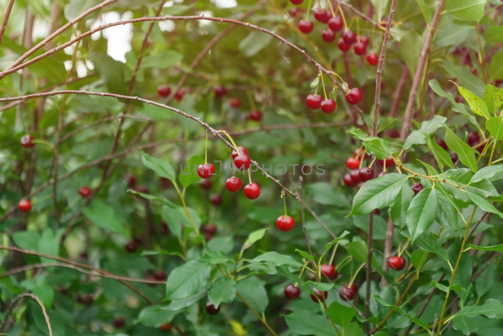 Wild berries cherry tree with ripe red berries on a blurred background selective focus.