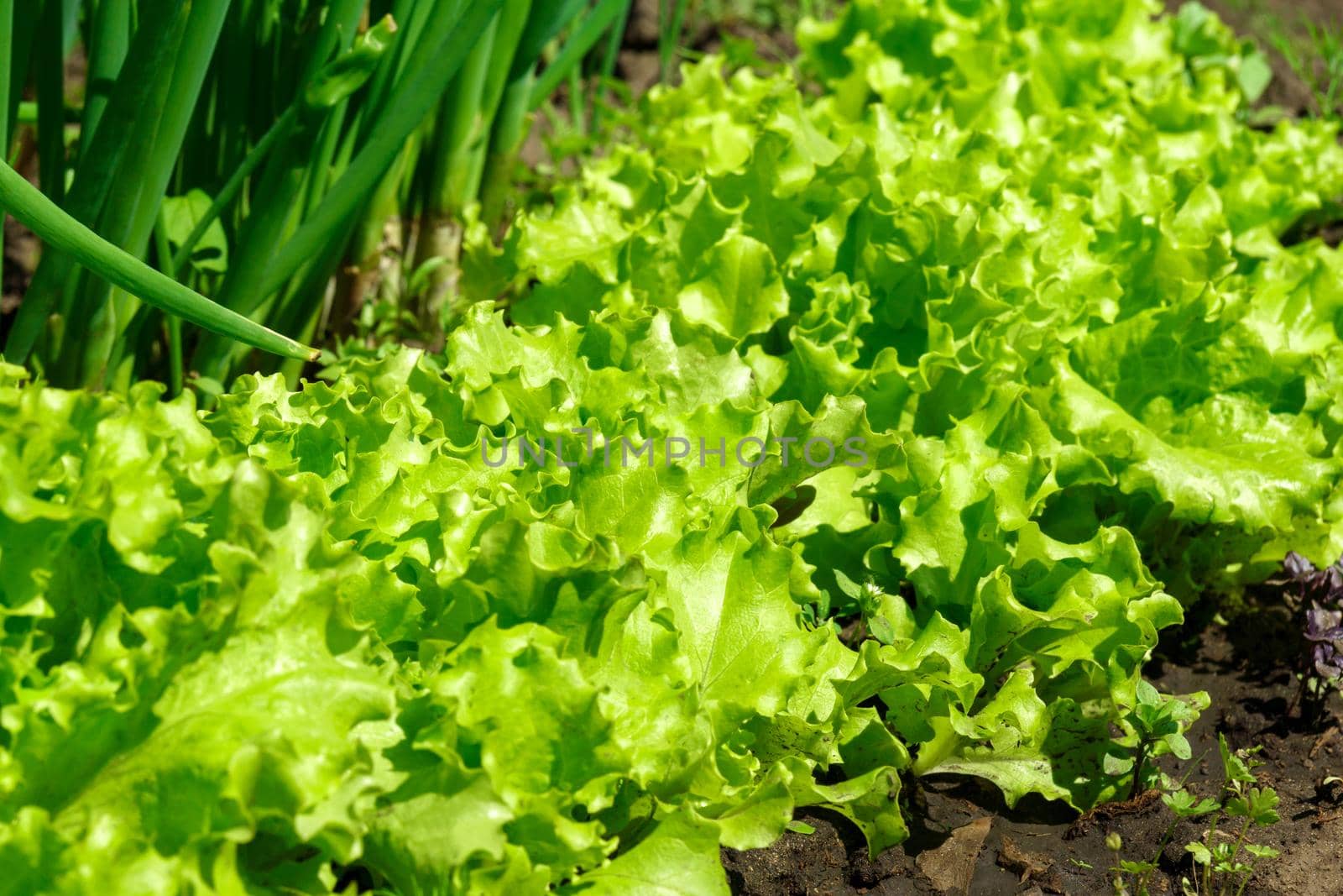 Fresh green lettuce grows in the garden. salad plant farming in a greenhouse.