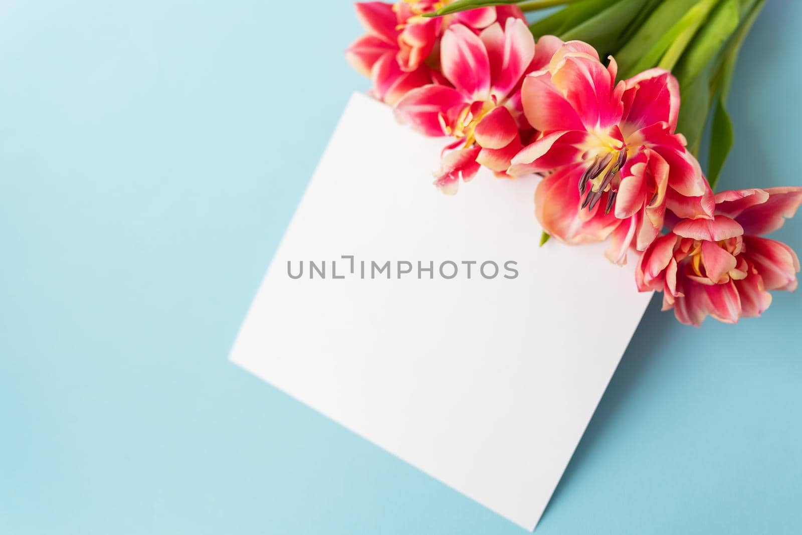 Creative spring composition of tulips with pastel blue paper and white sheet for inscription. Minimal flat lay concept. Ready postcard, banner. by sfinks