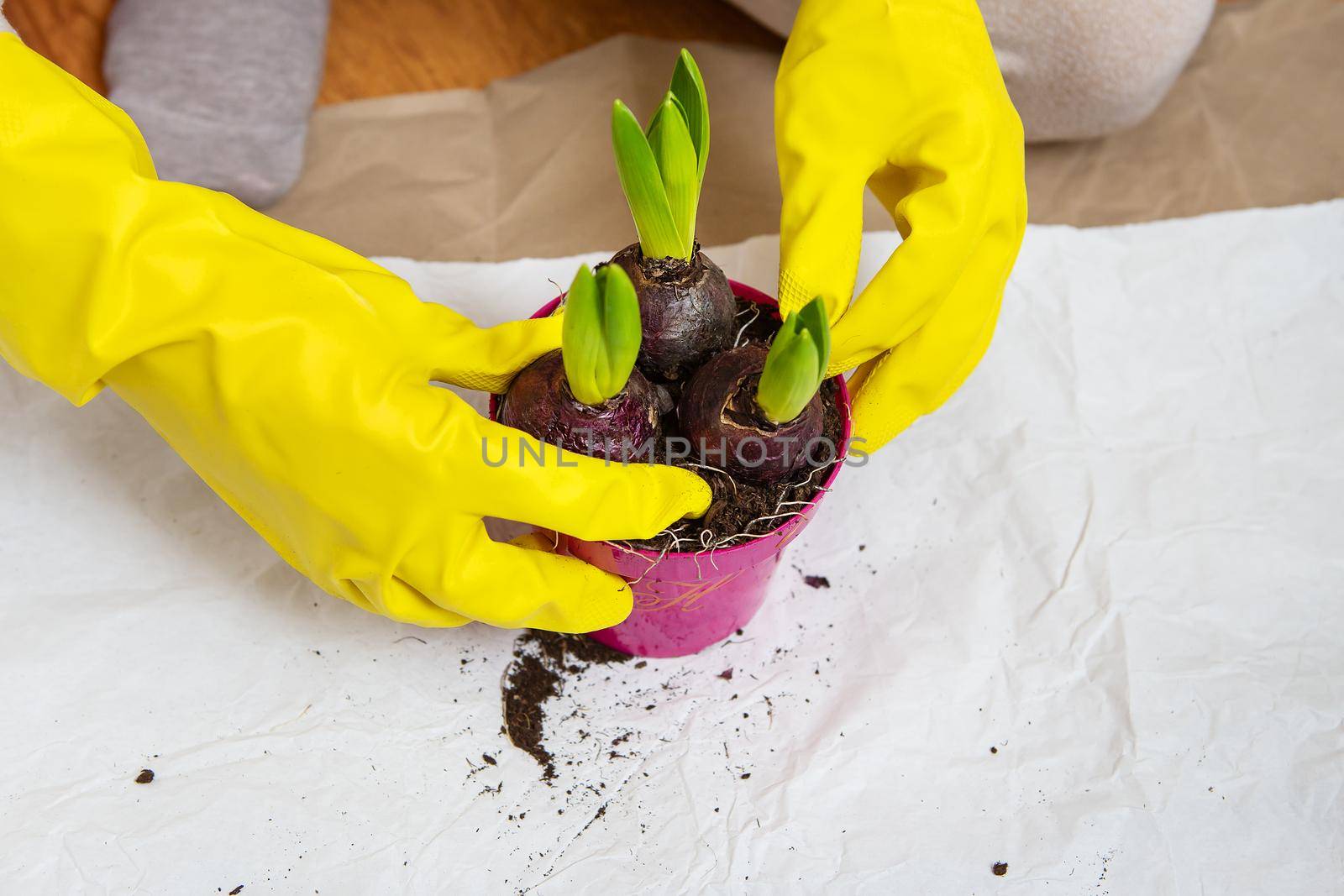 Transplanting hyacinths from a pot, planting hyacinth bulbs, gardening equipment for transplanting, gloves, scissors