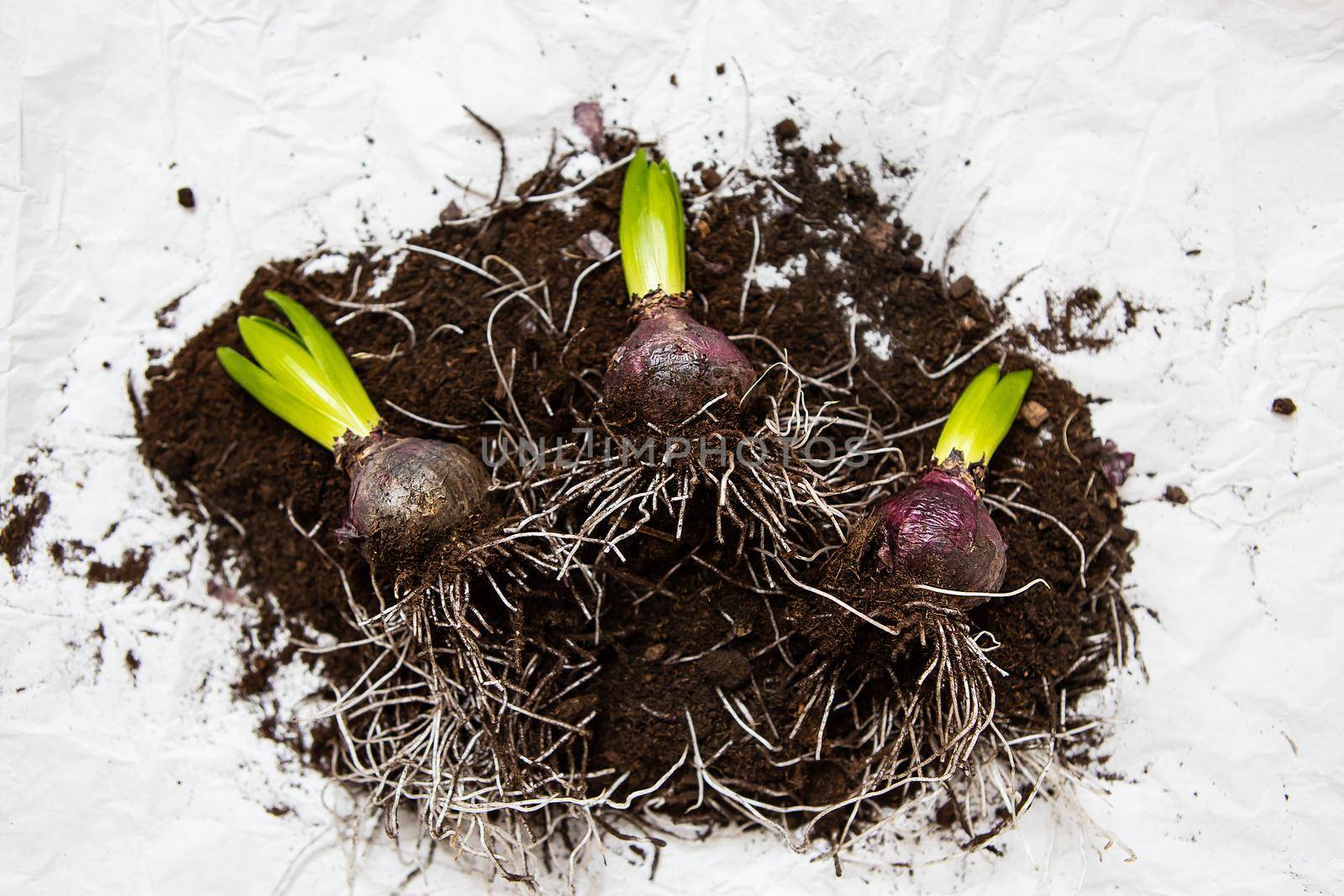 Hyacinth bulbs lie on the ground, transplanted into a pot. Spring mood. View from above. by sfinks