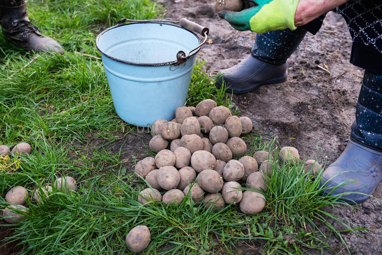 Planting potato tubers in the ground. Early spring preparation for the garden season. Grandmother cuts potatoes for planting. The concept of caring for the garden. by sfinks