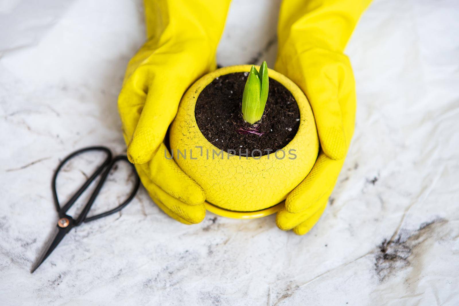 Transplanting hyacinth bulbs into a yellow pot, gardening tools lie on the background, yellow gloves