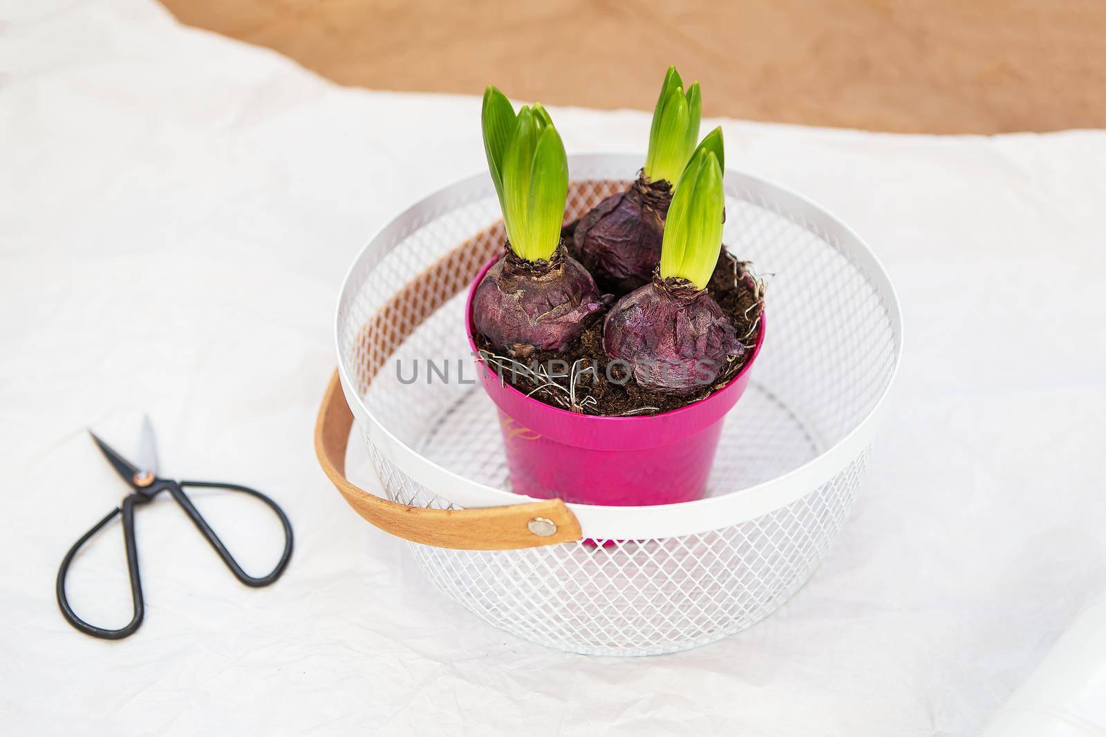 Transplanting a hyacinth flowerpot in spring, flowers with bulbs in a pot of soil, transplanting tools