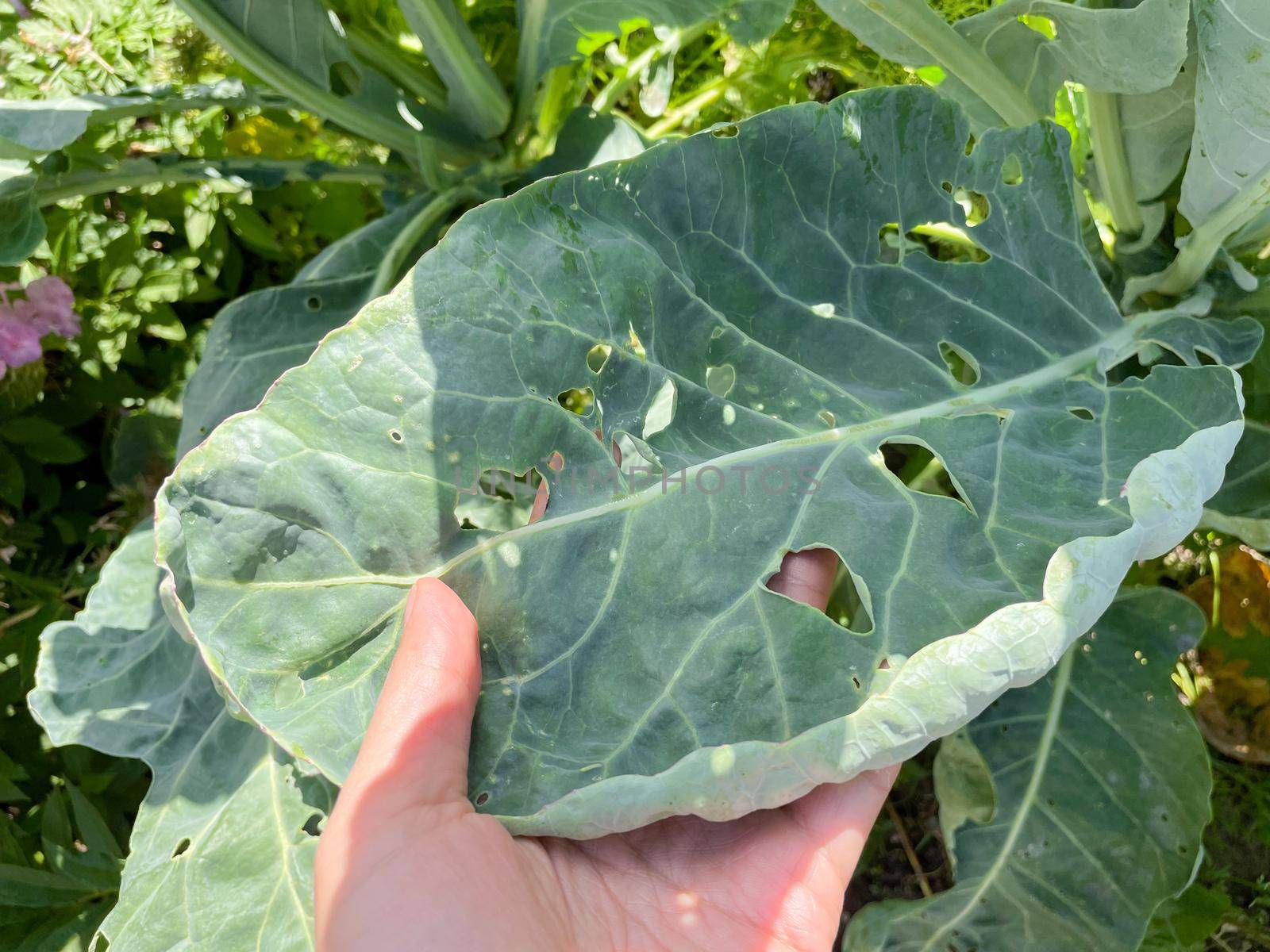 Cauliflower leaves with holes from caterpillars. Harvest destruction by cabbage worm
