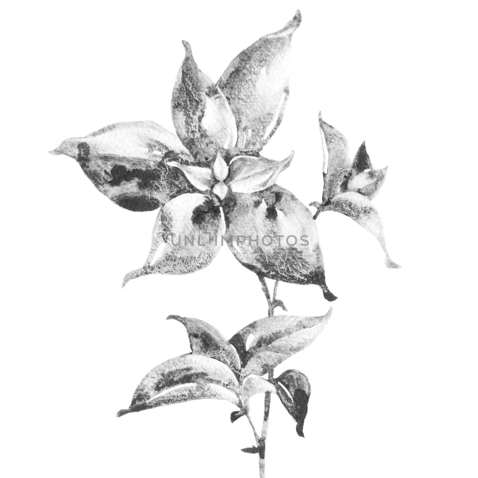 Artistic drawing of plant by Olatarakanova