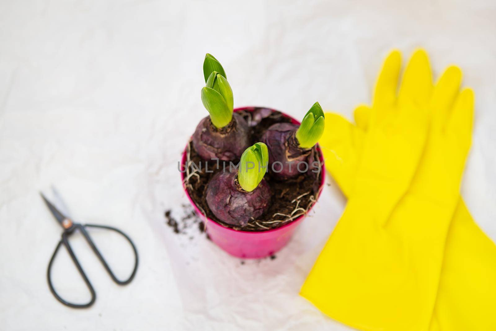 Transplanting hyacinths from a pot, planting hyacinth bulbs, gardening equipment for transplanting, gloves, scissors. by sfinks