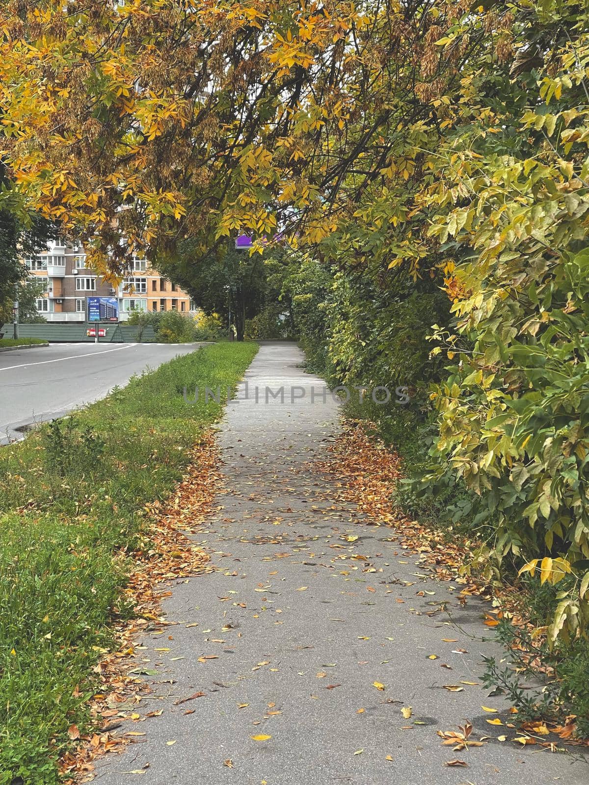 Vertical shot of a sidewalk with orange fallen leaves in the autumn in the city