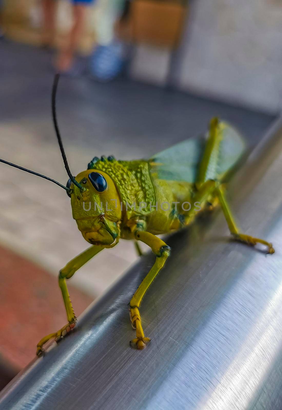 Huge giant green grasshopper sitting on metal railing in Playa del Carmen Quintana Roo Mexico.