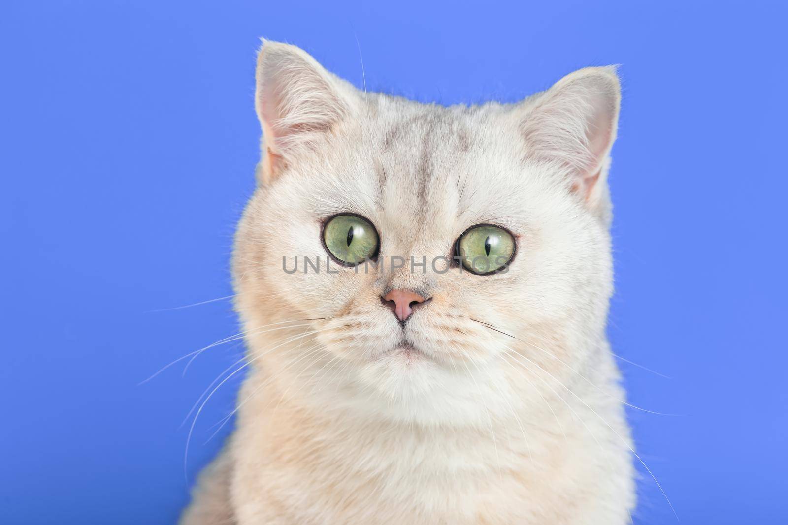 Close-up of an adorable white british cat on a purple background looks at camera. Copy space