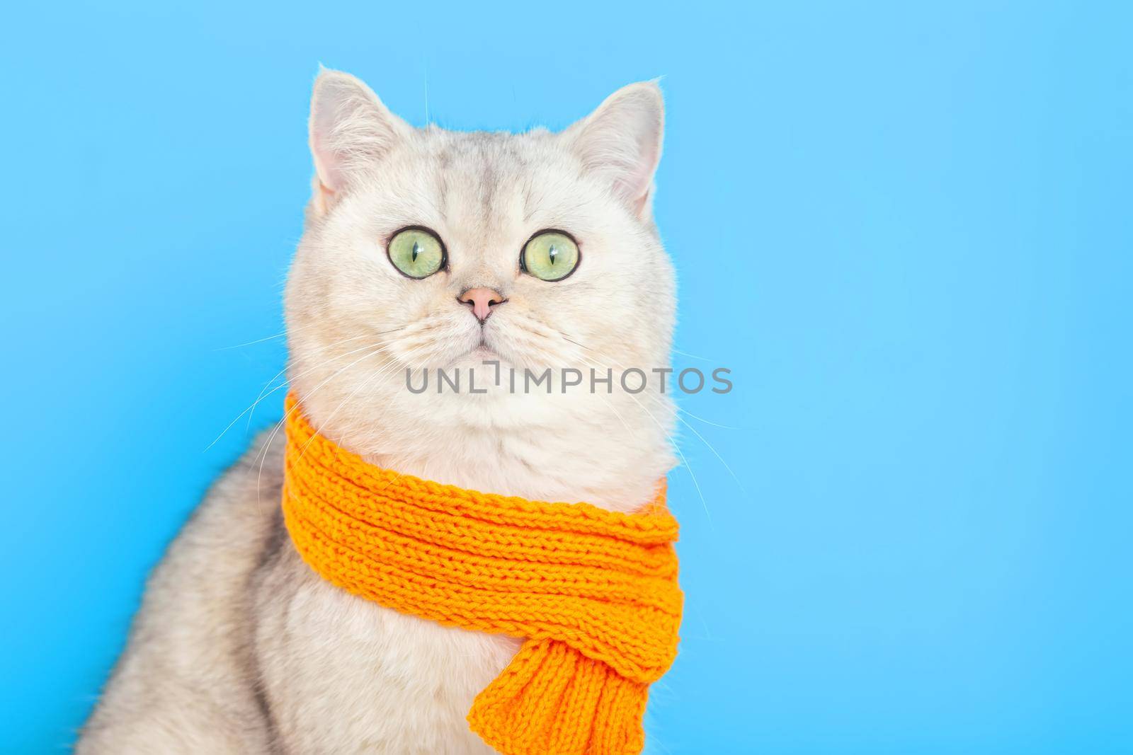 adorable funny white cat, sitting in an orange knitted scarf, on a blue background. copy space