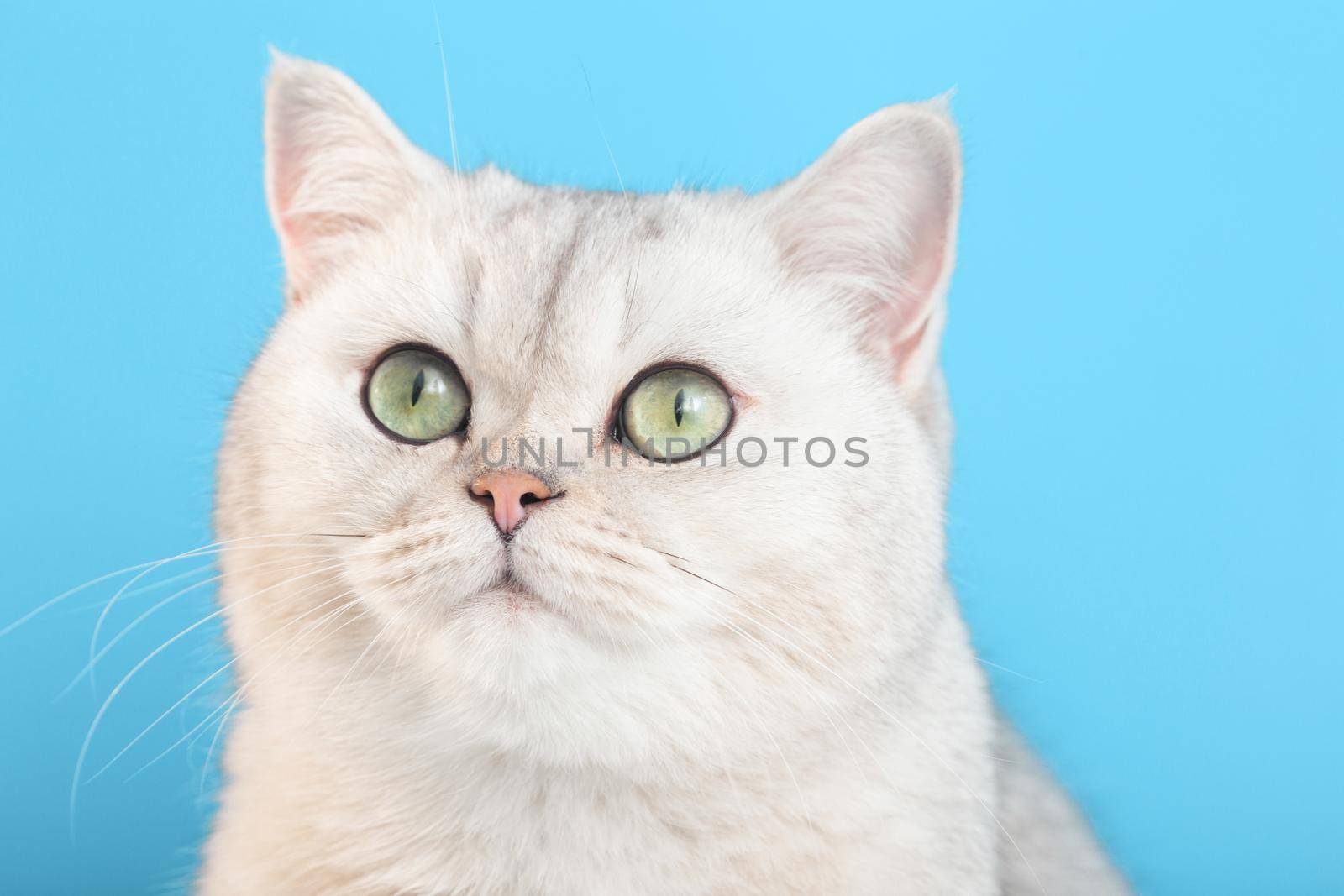 Portrait of an adorable white cat on a blue background, looks up, close up