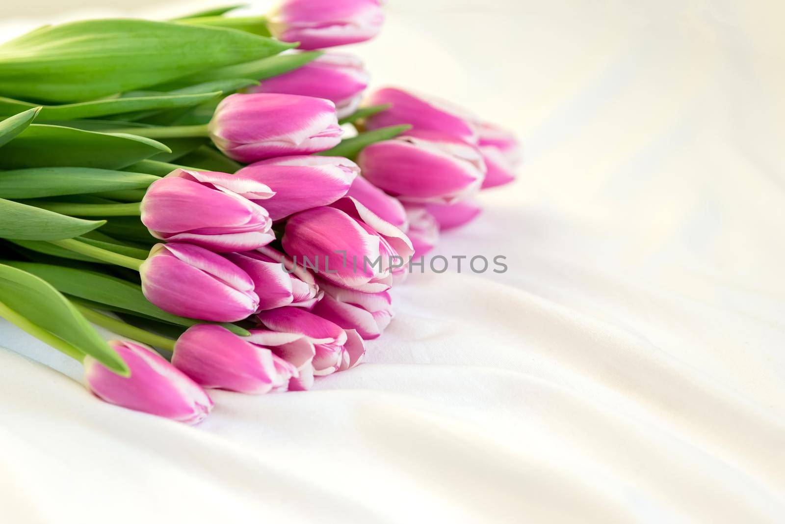 A beautiful bouquet of beautiful pink tulips lies on a white bed on white fabric in daylight. copy space.
