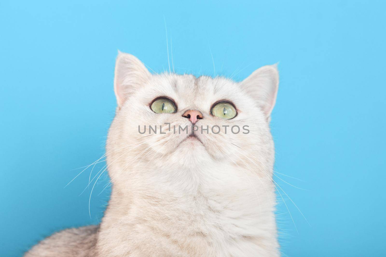 Close up of cute white cat on a blue background, looks up.