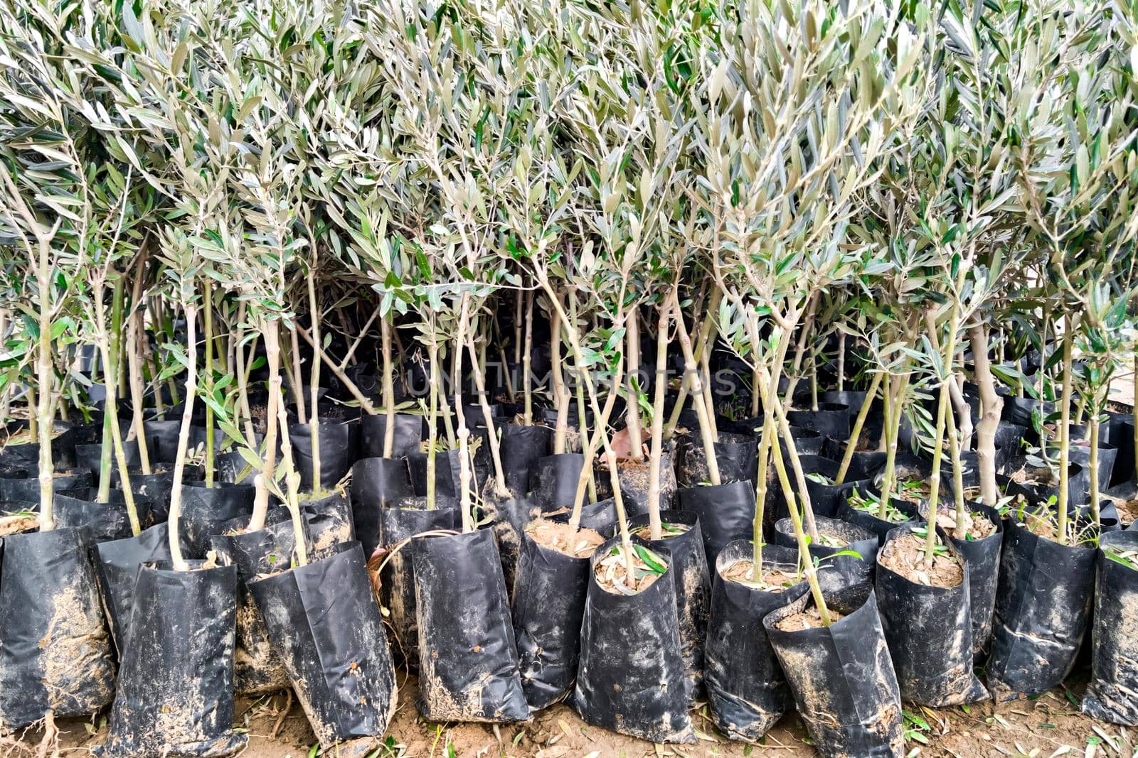 Seedlings of olive trees in plant nursery prepared for sale. Close-up by Laguna781