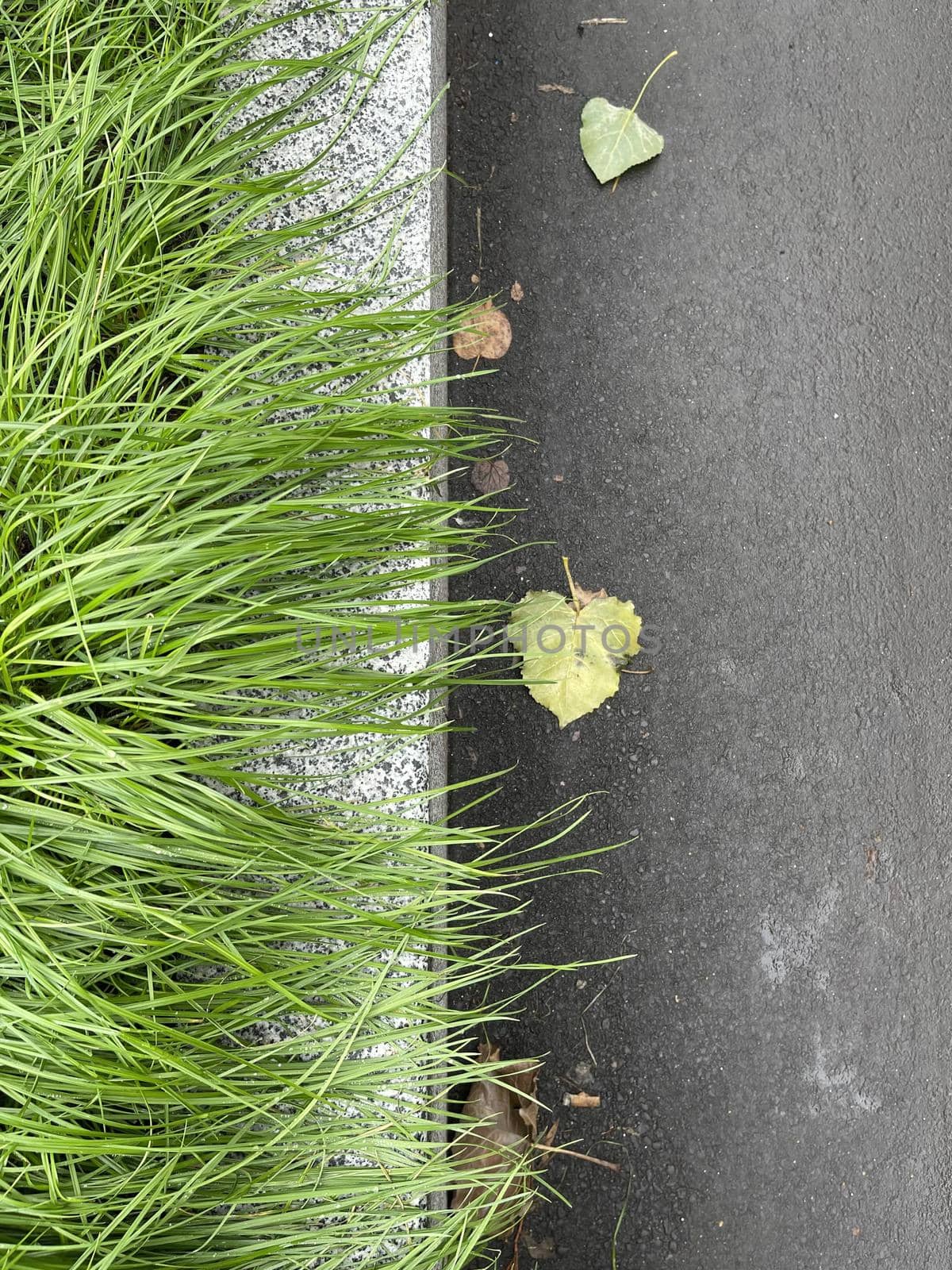 Top view shot of green grass next to grey concrete sidewalk in the city