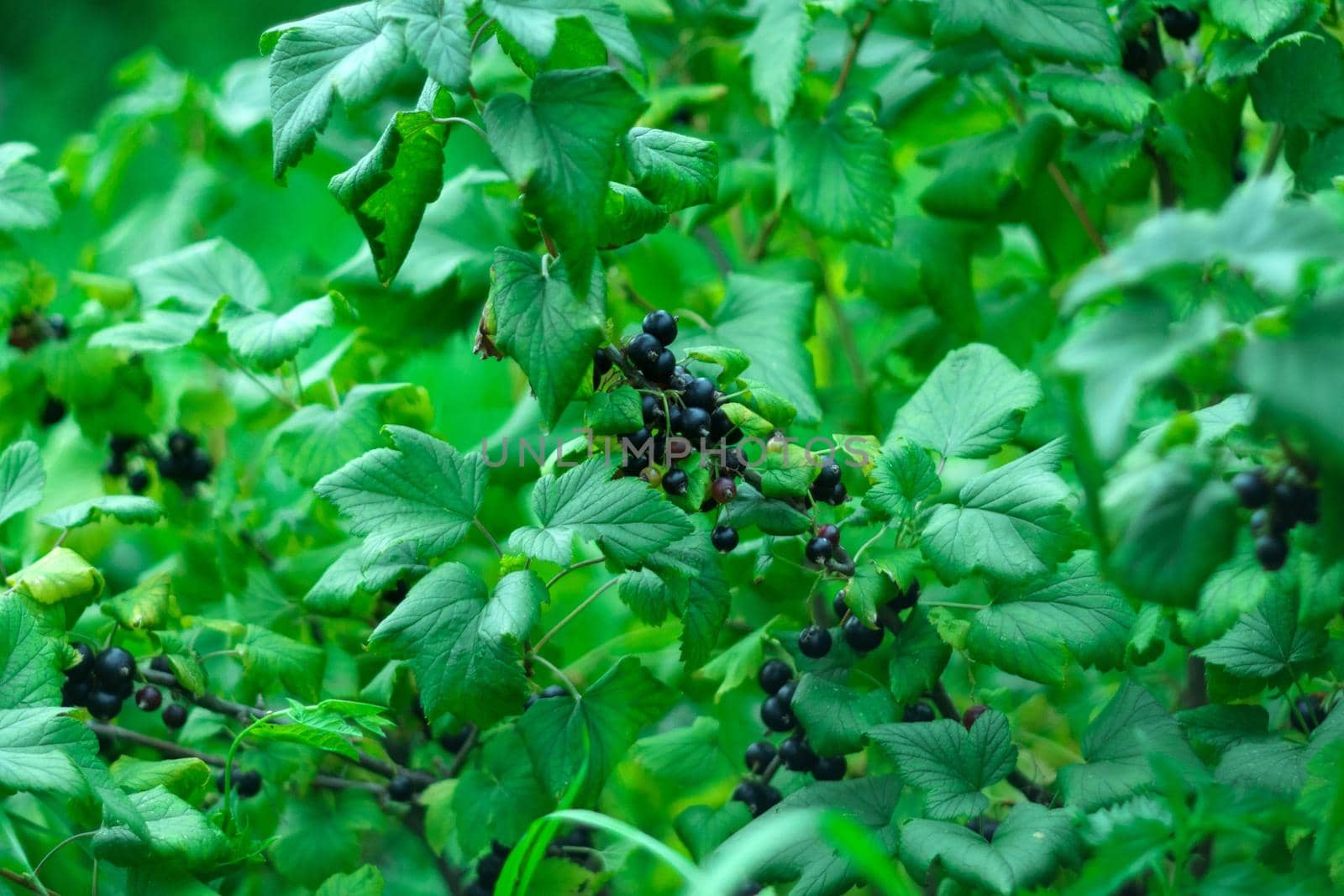 Black currant berries, in the garden in summer. Selective focus on garden berries. Selective focus