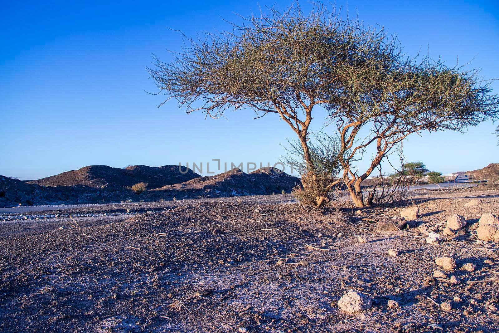 Mountainous road in emirate of Sharjah, UAE. Outdoor