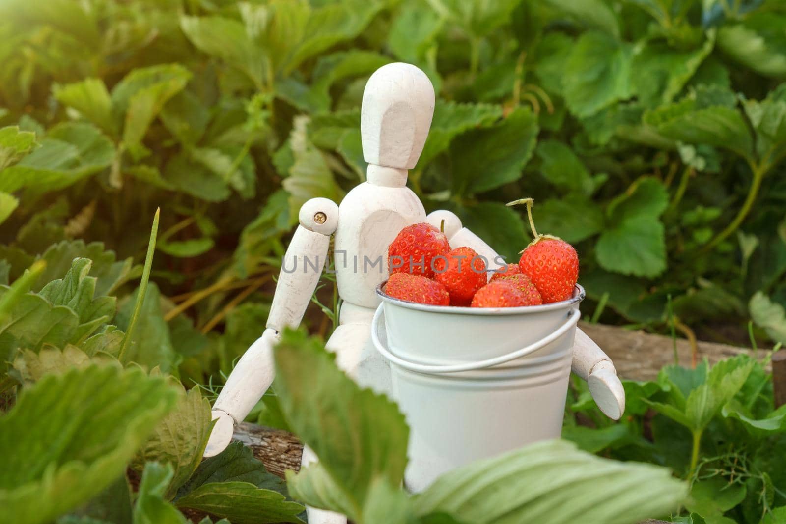 Harvesting strawberries. Collecting seasonal fruits outdoors. The concept of agriculture and ecological fruit growing