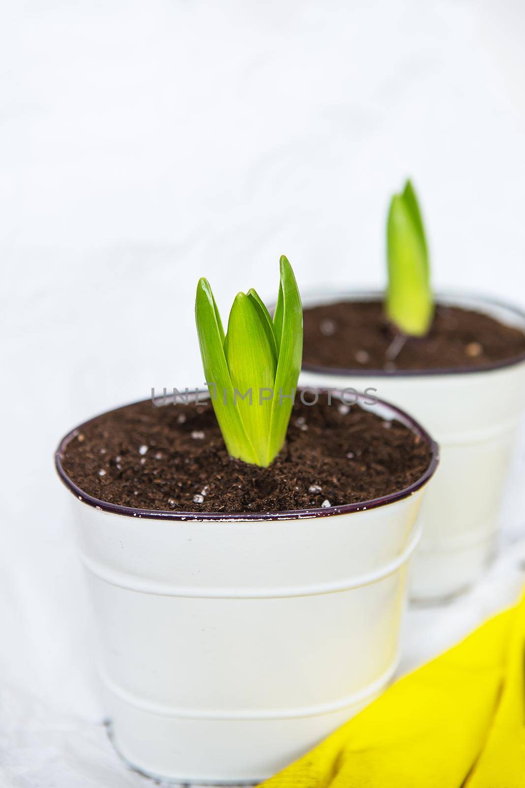 Transplanting hyacinth bulbs into pots, gardening tools lie in the background, yellow gloves. Gardening concept, close-up
