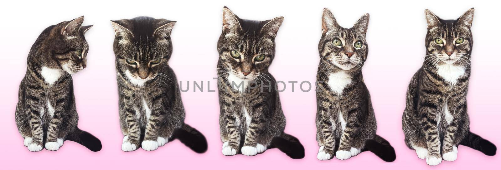 Beautiful female tabby cat, lovely adorable pet, studio portrait