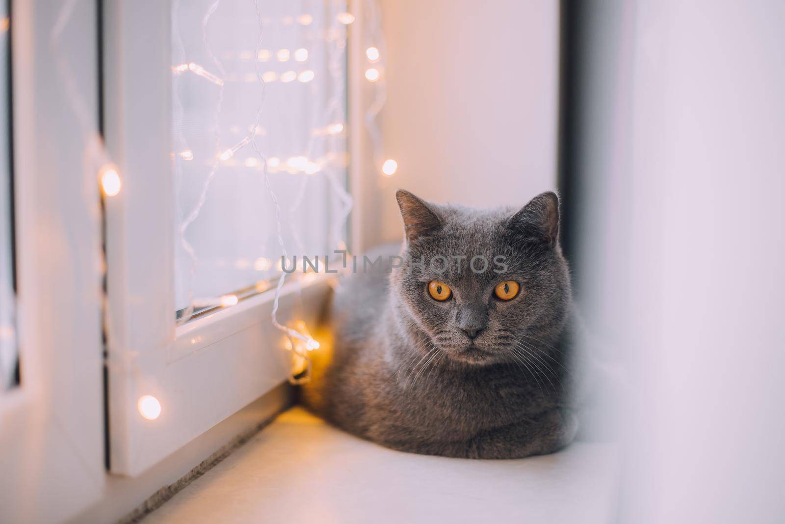 The house cat is sitting on the window with a garland . Pets . New Year's Eve mood. New Year's mood. Home decoration. Gifts for pets. Article about New Year and Christmas