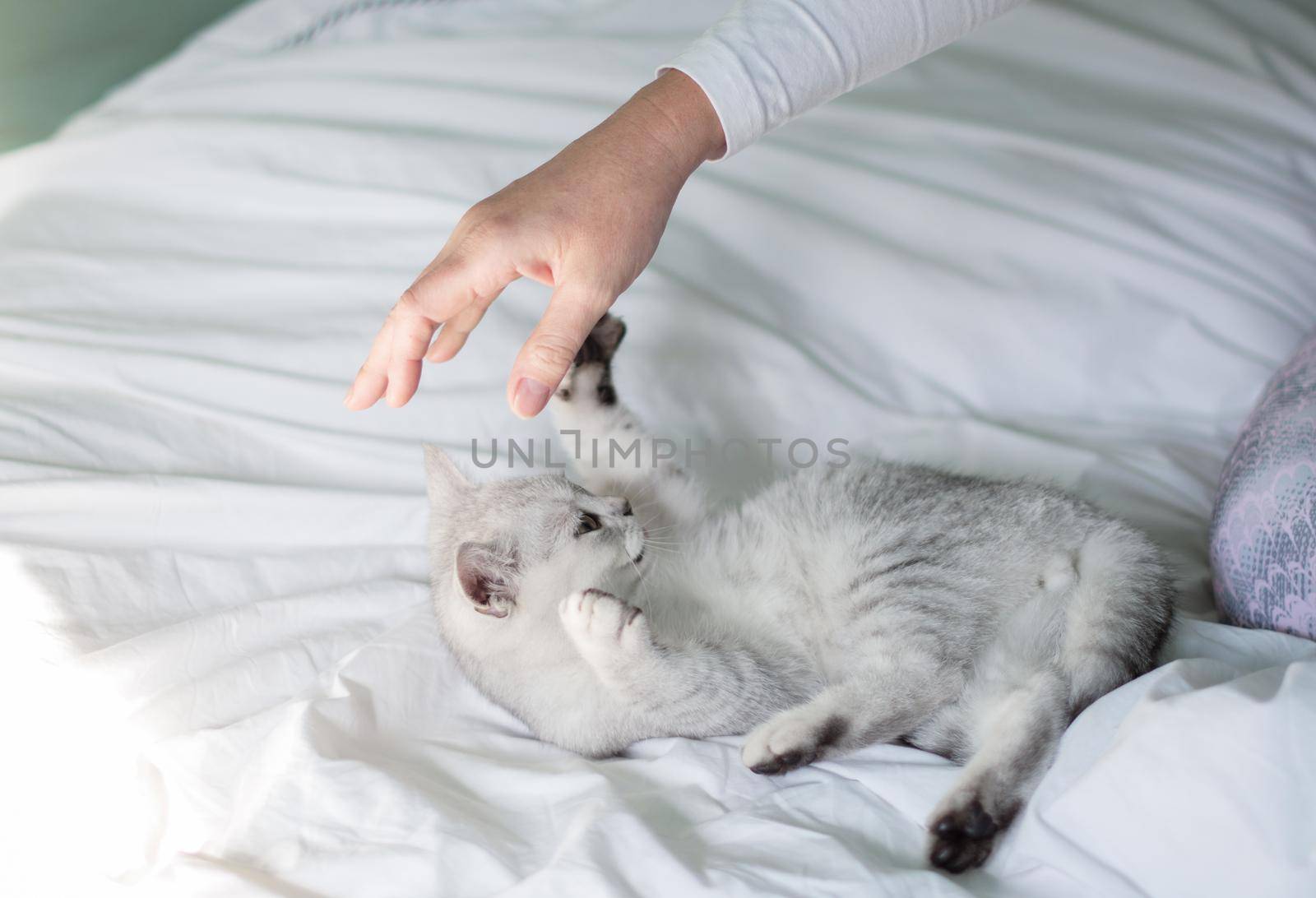 Cute tabby Scottish short hair silver kitten, Dreaming kittens sits on a bed, Pets sleep at cozy home. Funny adorable pets cats. Postcard concept. High quality photo