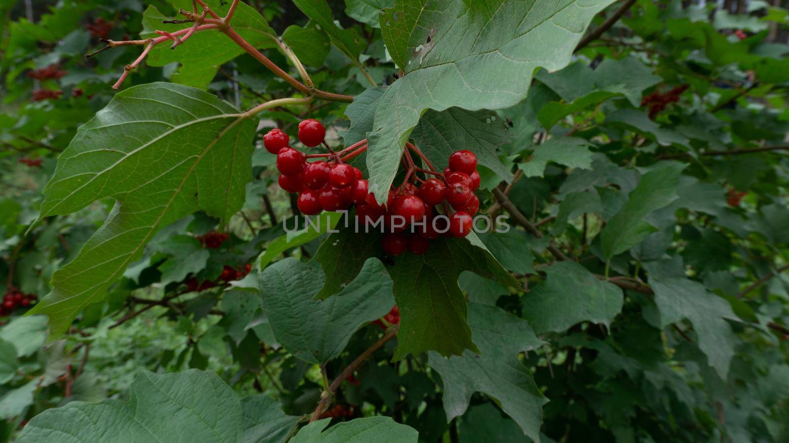 Red viburnum berries surrounded by green foliage.