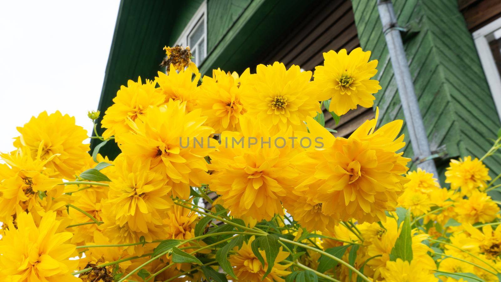 Large yellow flowers of Rudbeckia laciniata in front of a rustic house. Large yellow inflorescences