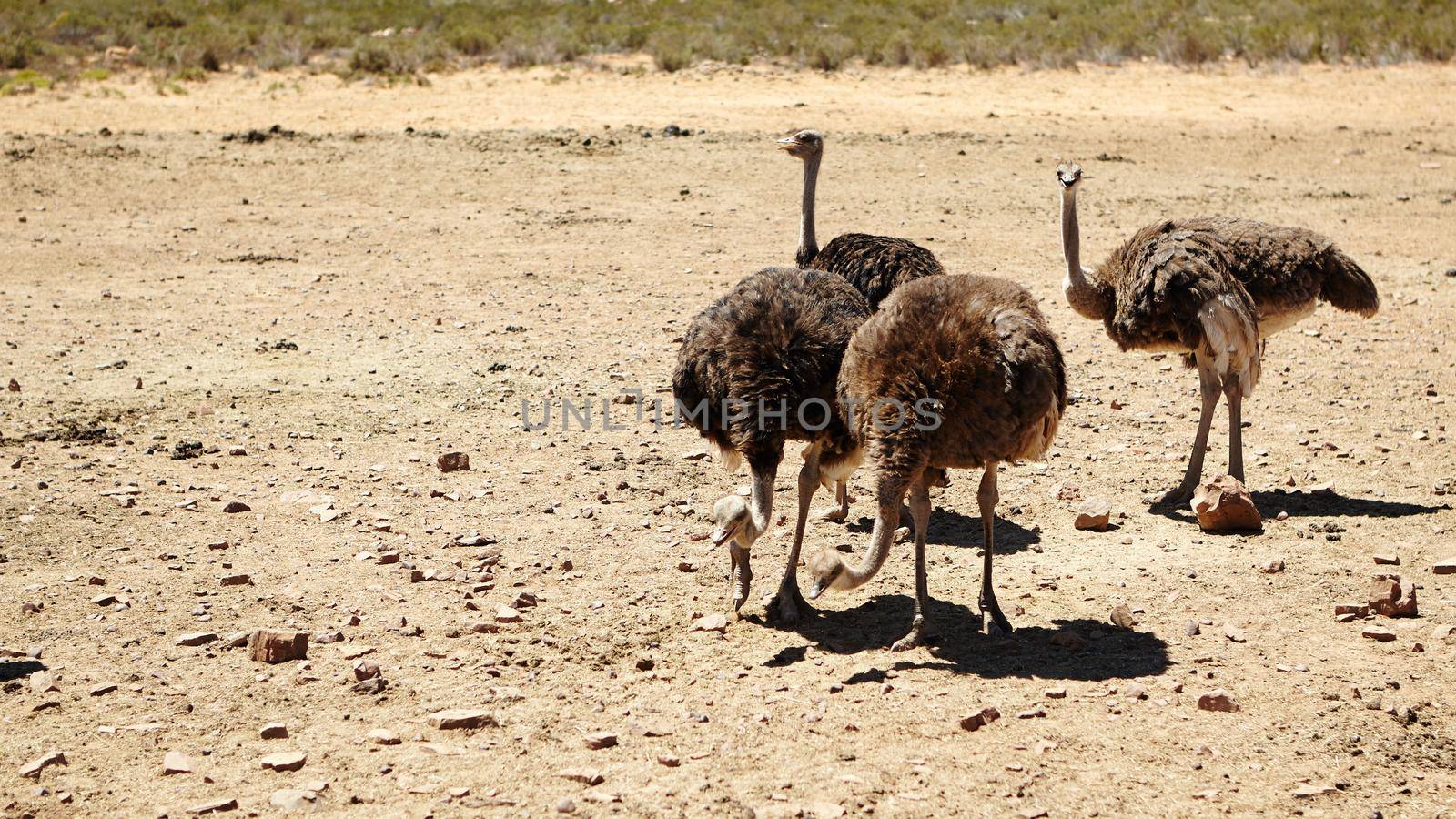 Flightless, but fleet of foot. ostriches on the plains of Africa of animals on the plains of Africa. by YuriArcurs
