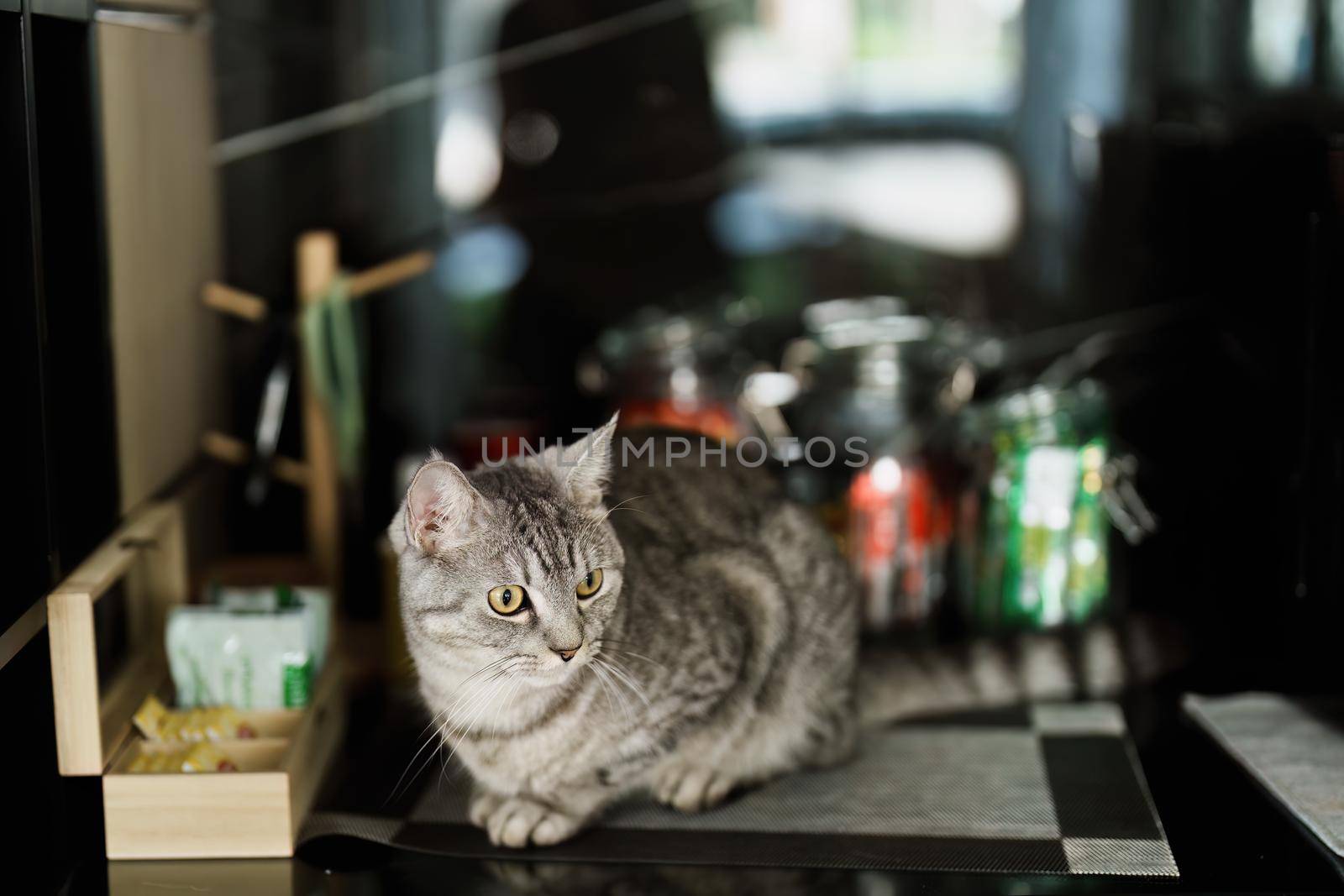 A portrait of a loving cat with brown stripes sitting at a table by Manastrong