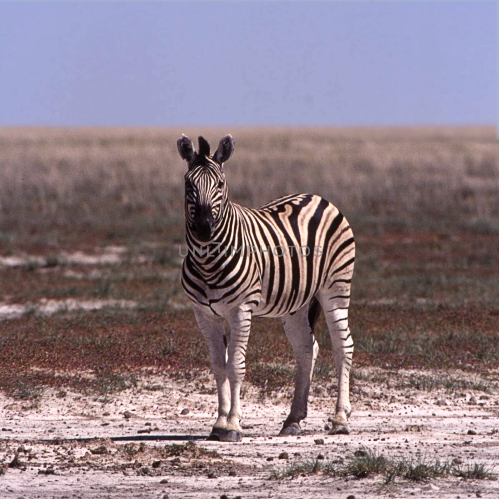 plains zebra (equus burchellii), etosha national park, namibia, africa