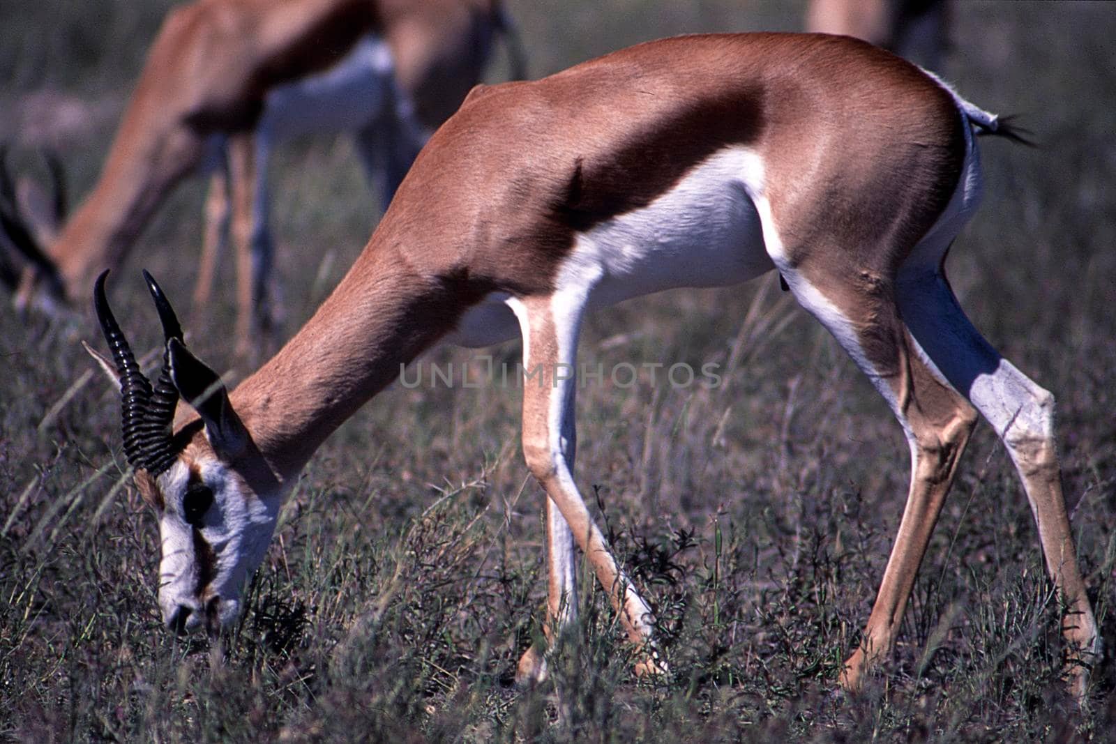 springbok (antidorcas marsupialis), etosha national park, namibia, africa