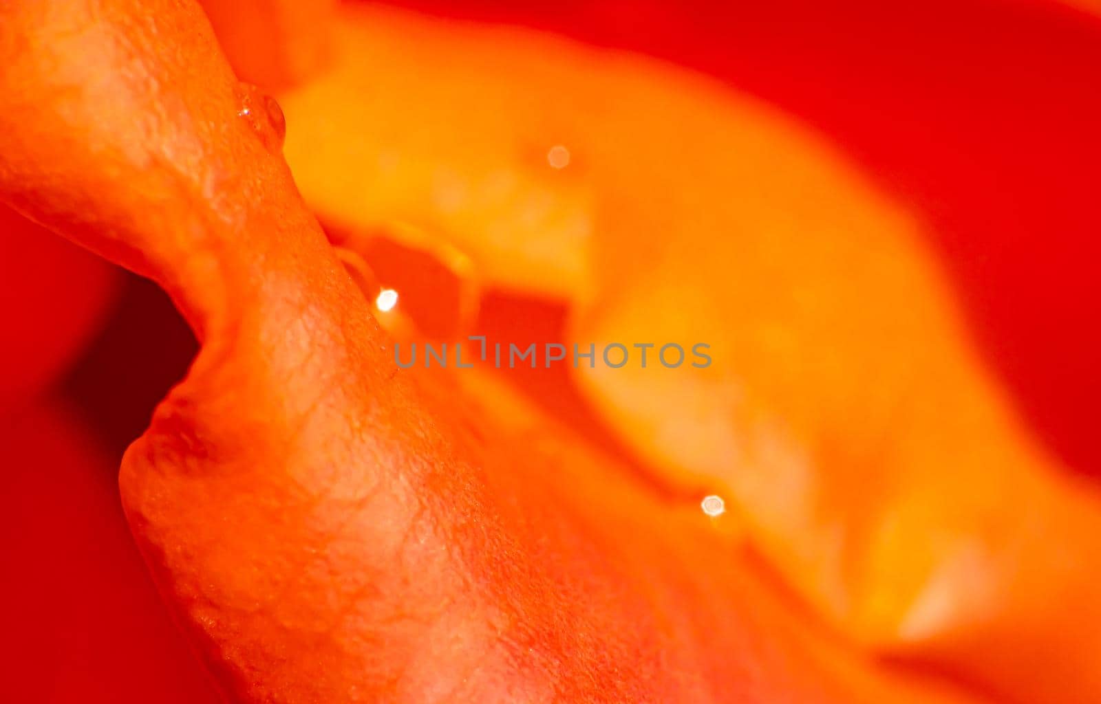 orange roses in the garden with raindrops close up