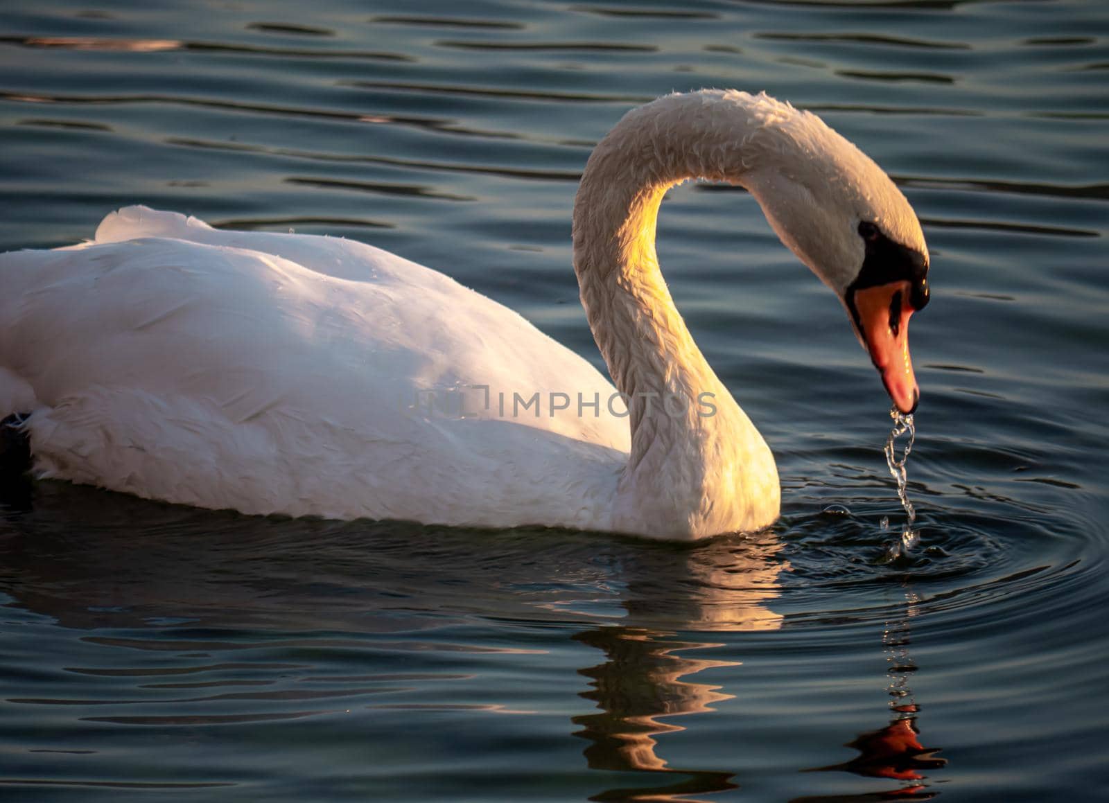 Beautiful View Of A Graceful Swan In Lake by alex_nako