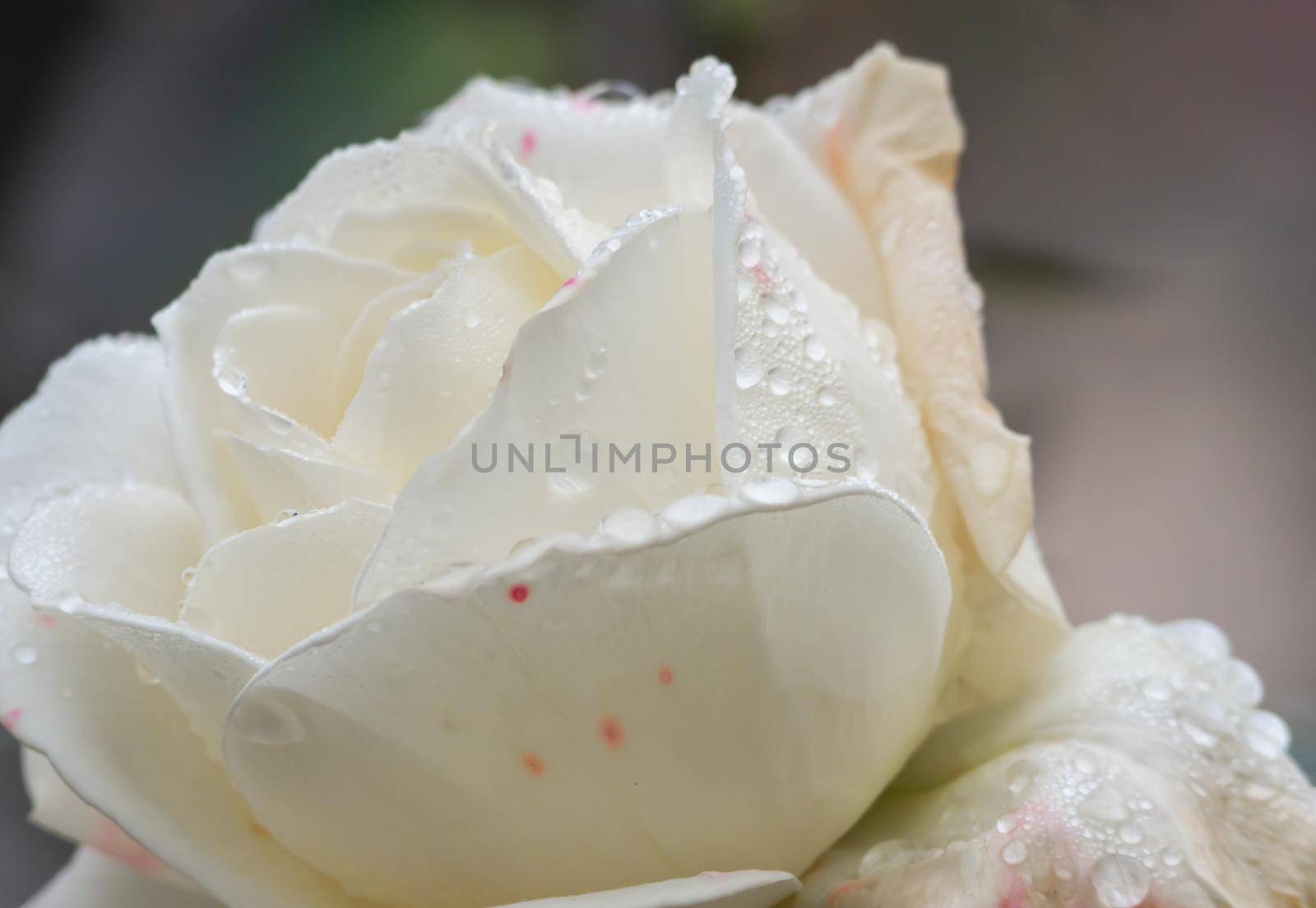 white roses in the garden with raindrops by alex_nako