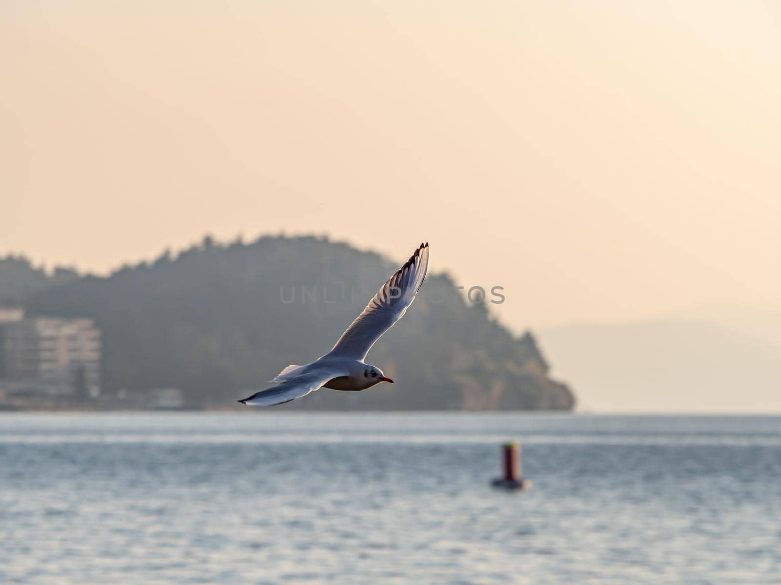 gulls fly over lake Ohrid by alex_nako