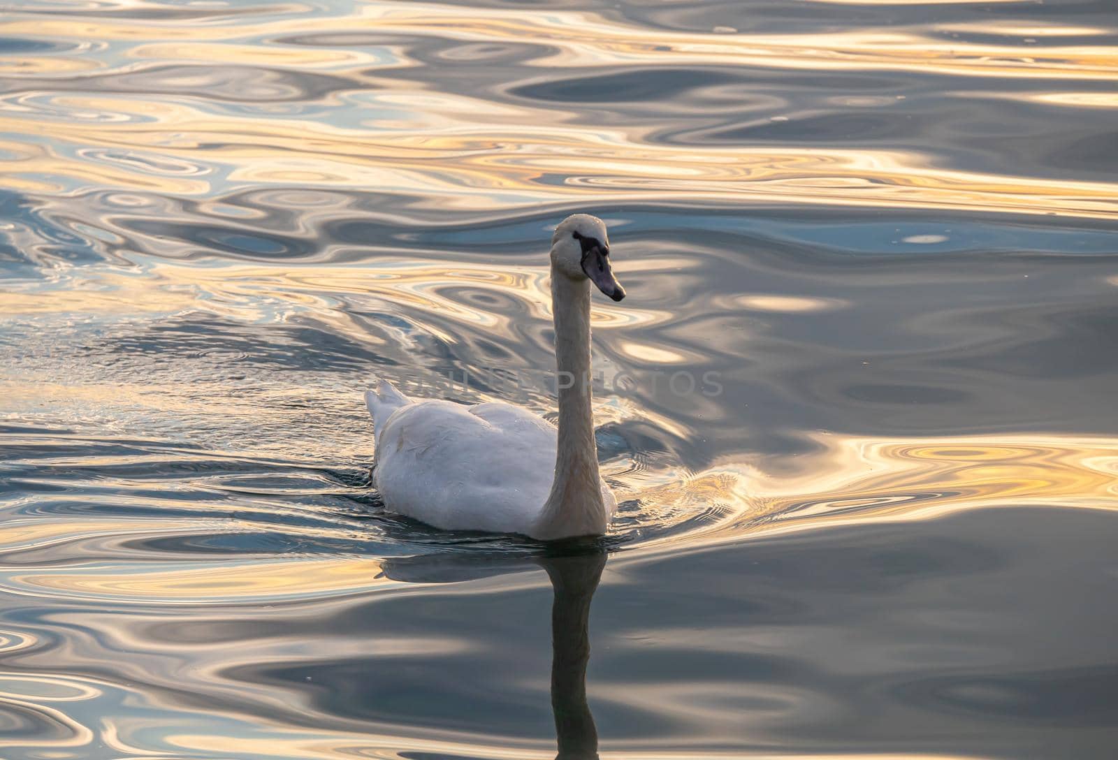 Beautiful View Of A Graceful Swan In Lake