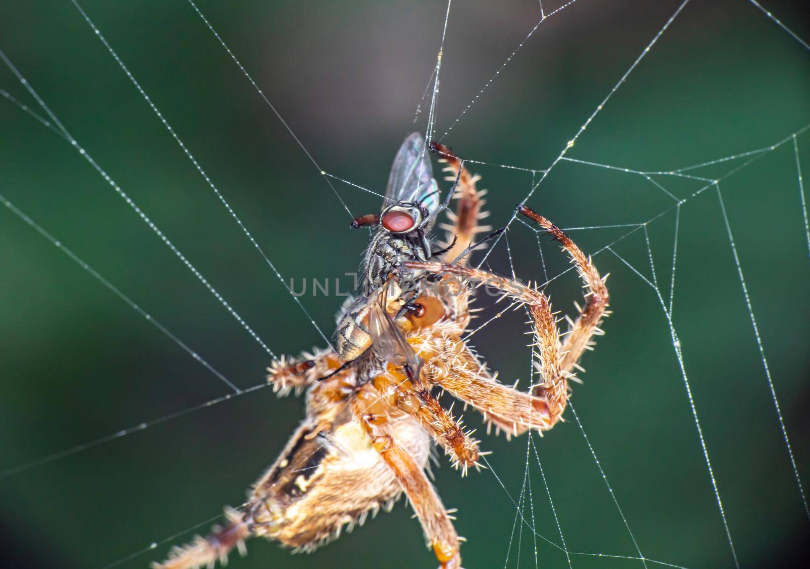 Spider On The Web eat fly, close up