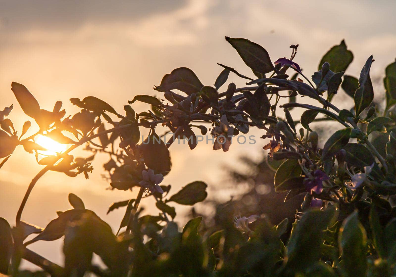 sunset leaves bush sun light by alex_nako