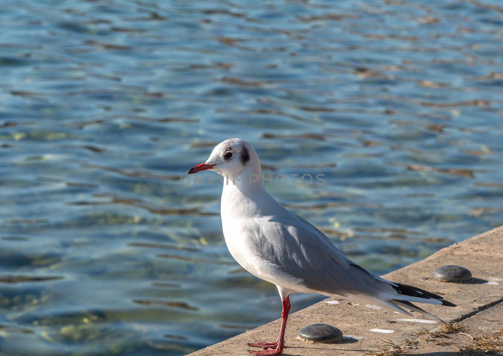 Gulls At The Edge lake by alex_nako