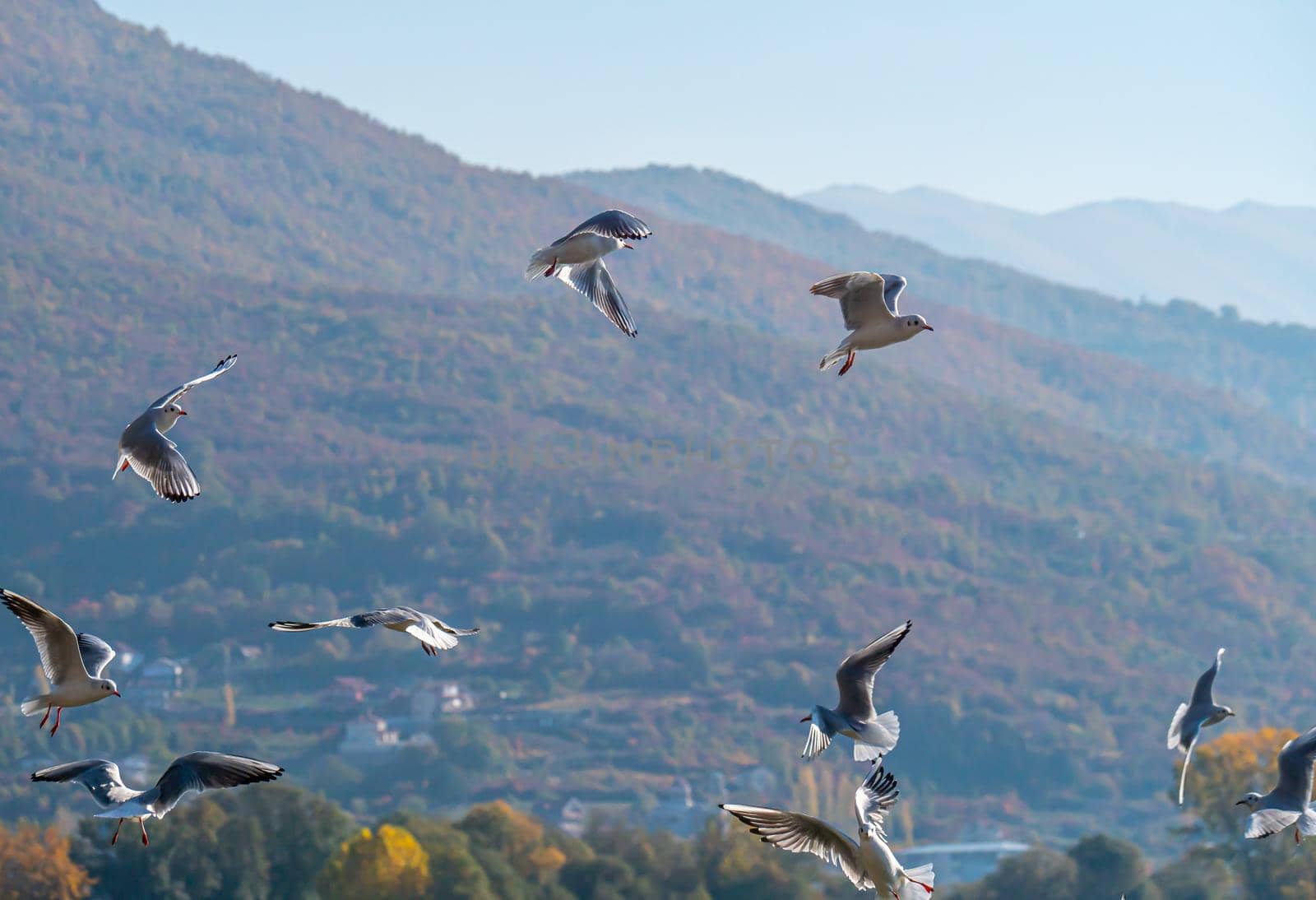 gulls fly over lake Ohrid by alex_nako