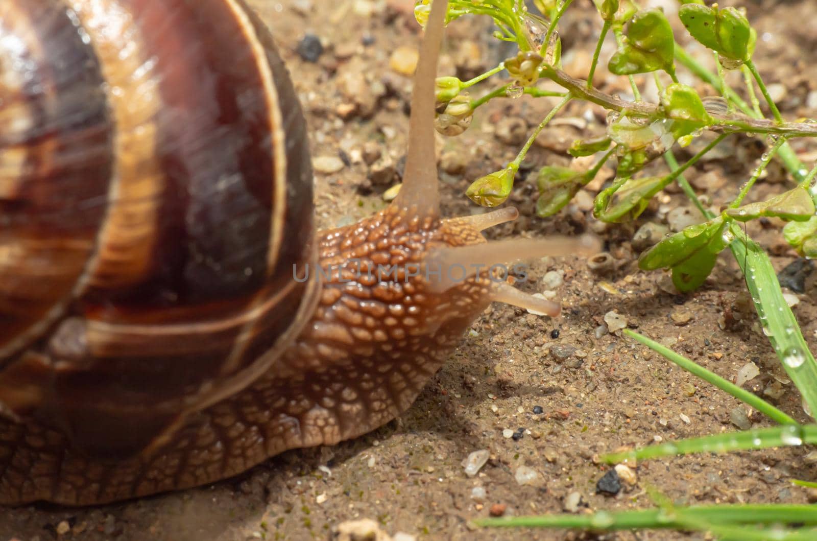 snail close up in the garden macro