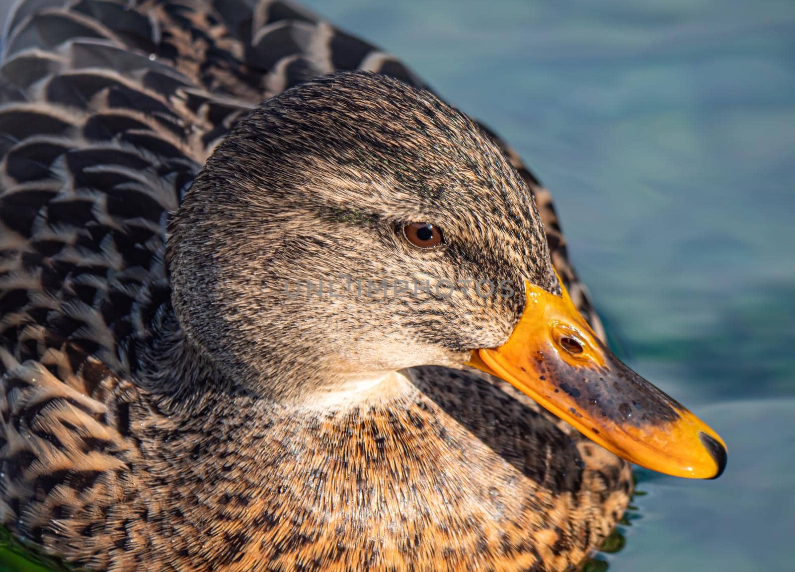 Close-Up Of Duck Swimming In Lake by alex_nako