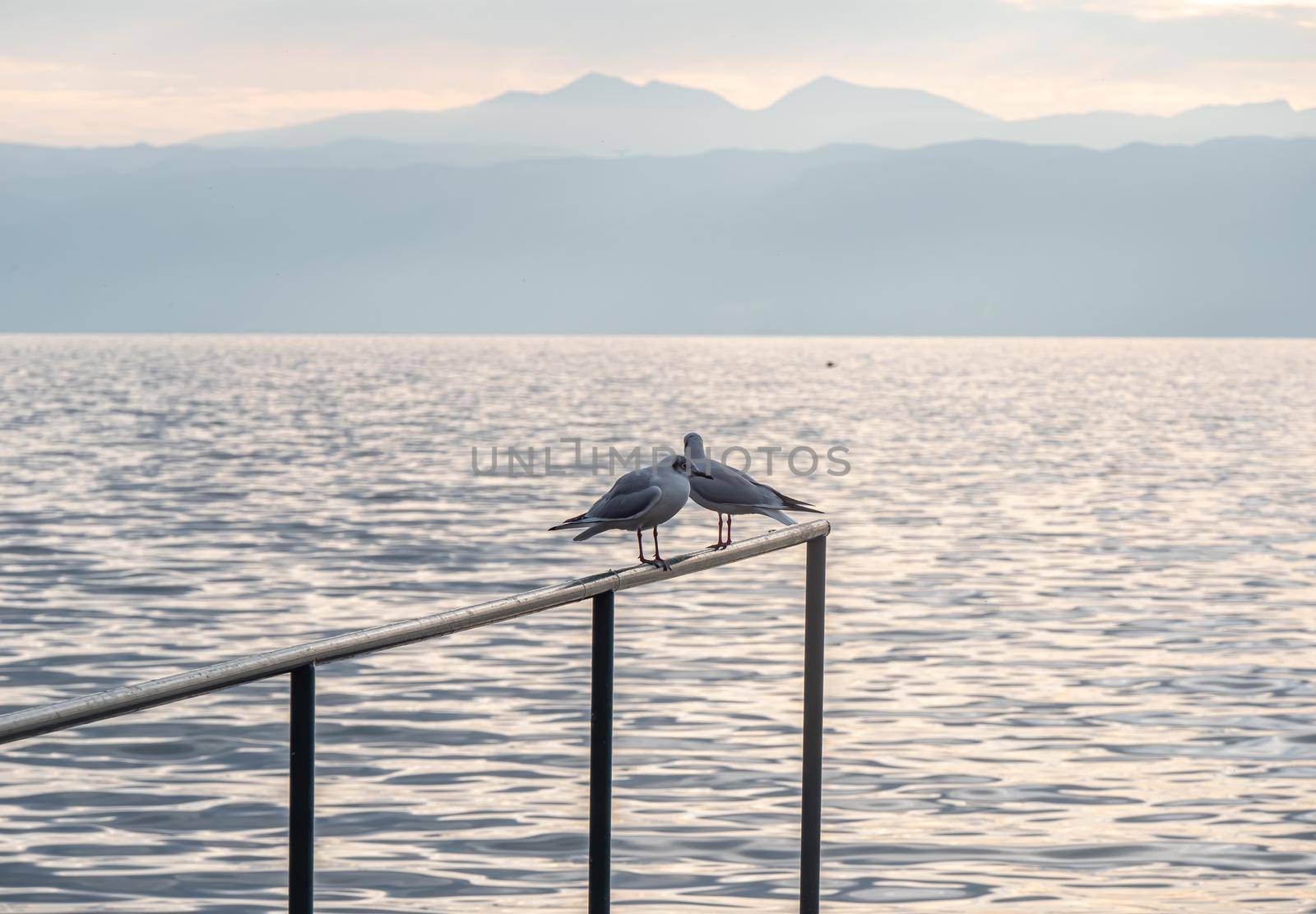 gulls Standing On Metal Fence, close up