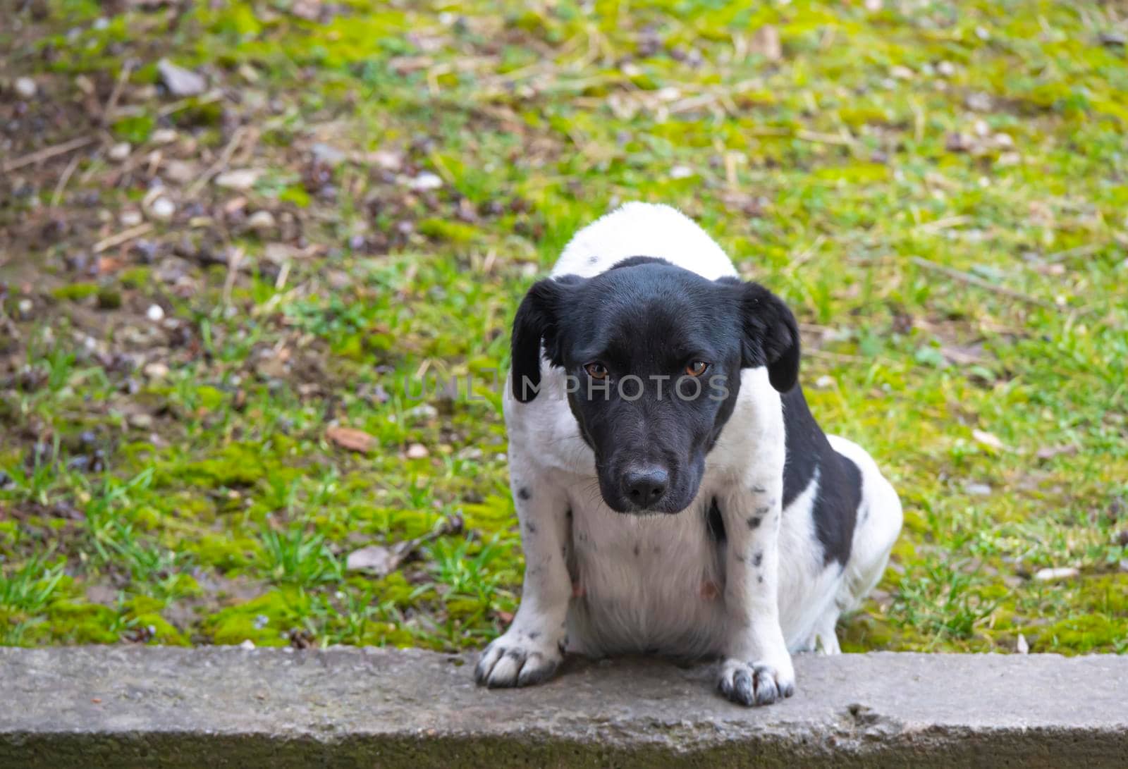poor lonely black and white street dog