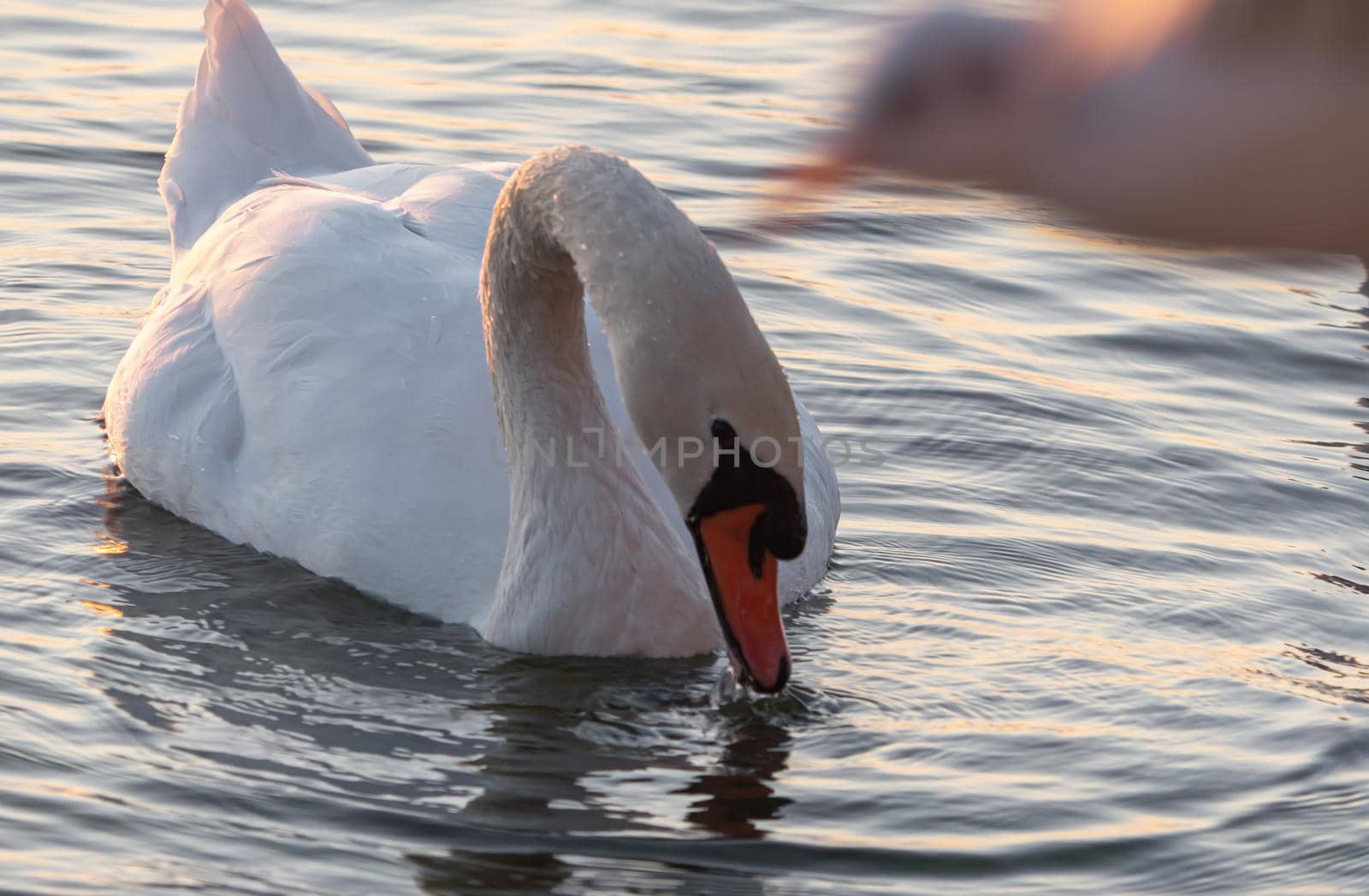 Beautiful View Of A Graceful Swan In Lake by alex_nako