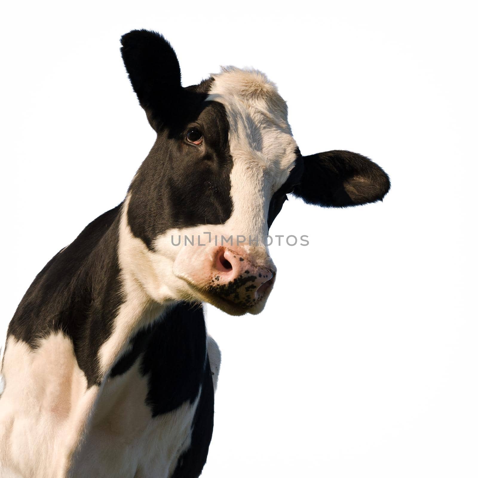 Black and white Holstein cow, over white background