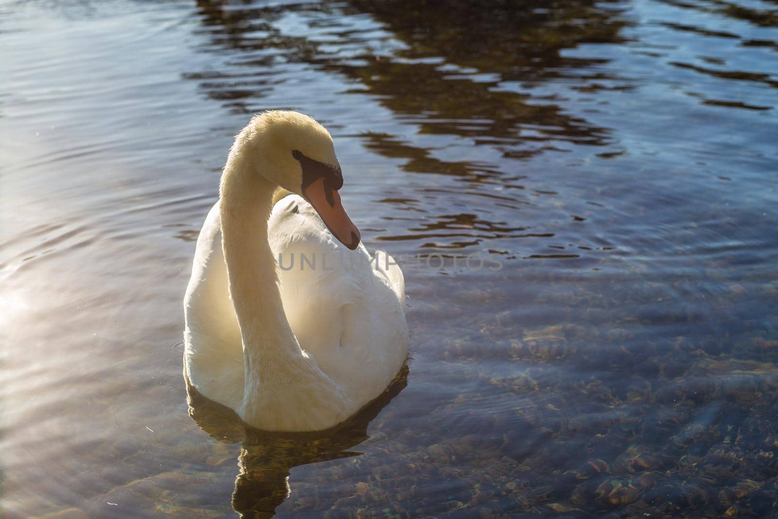 A white swan on the lake