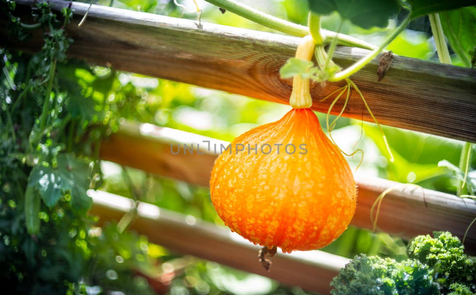 Ripe red kuri squash growing in the garden